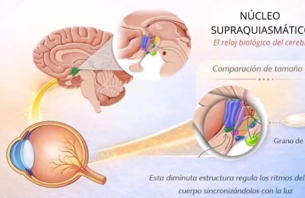 Ilustración del núcleo supraquiasmático en el cerebro mostrando su ubicación en el hipotálamo y su función como reloj biológico que regula los ritmos circadianos.